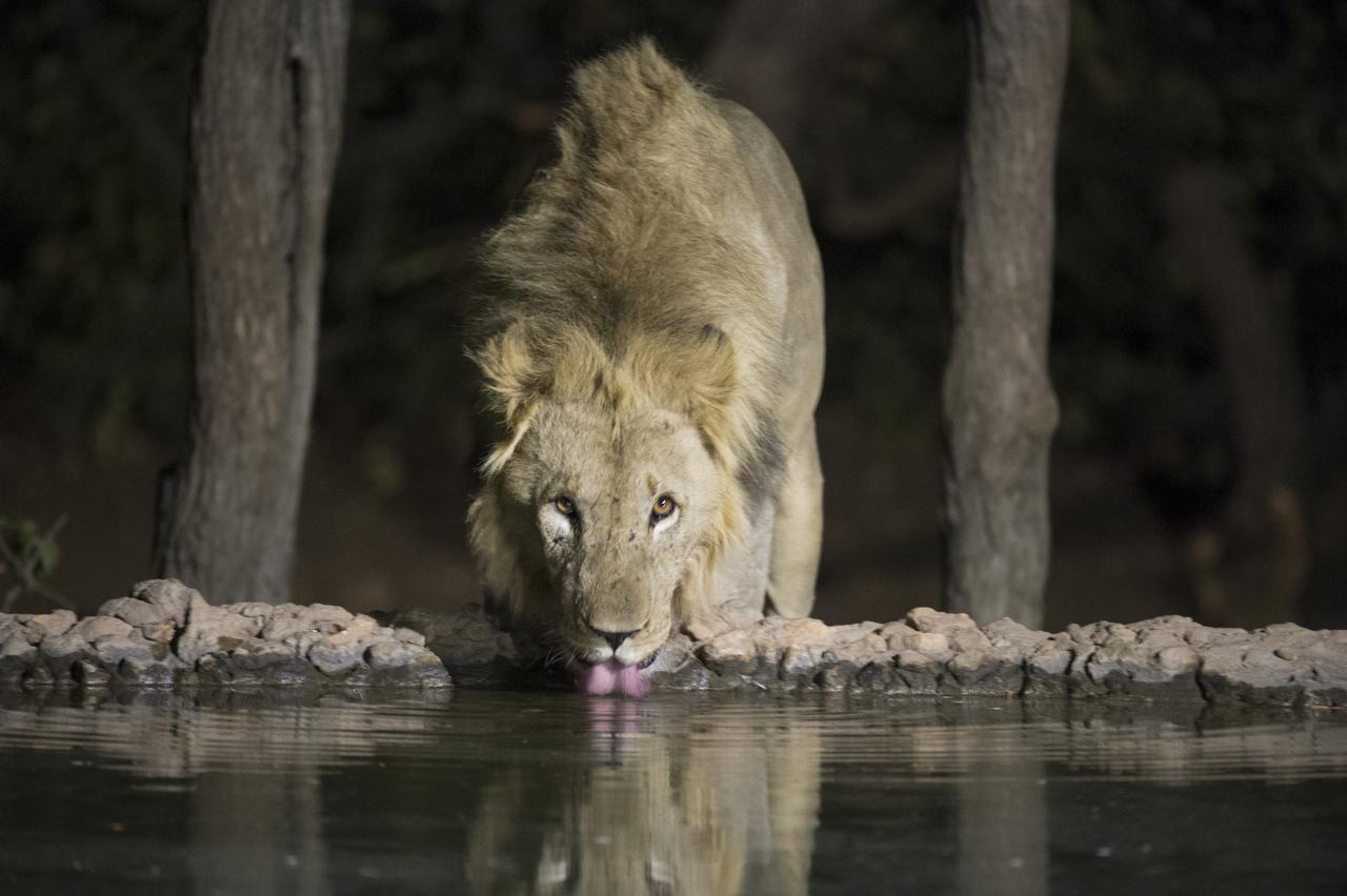 Ongava Tented Camp Okaukuejo Εξωτερικό φωτογραφία